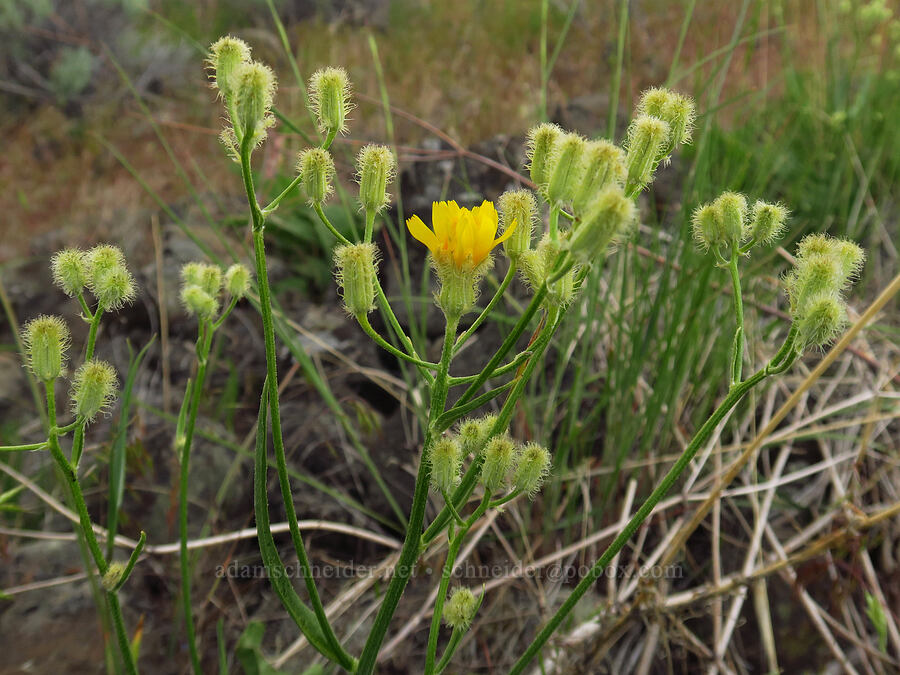 bearded hawksbeard (Crepis barbigera) [Clint Canyon, Oak Creek Wildlife Area, Yakima County, Washington]