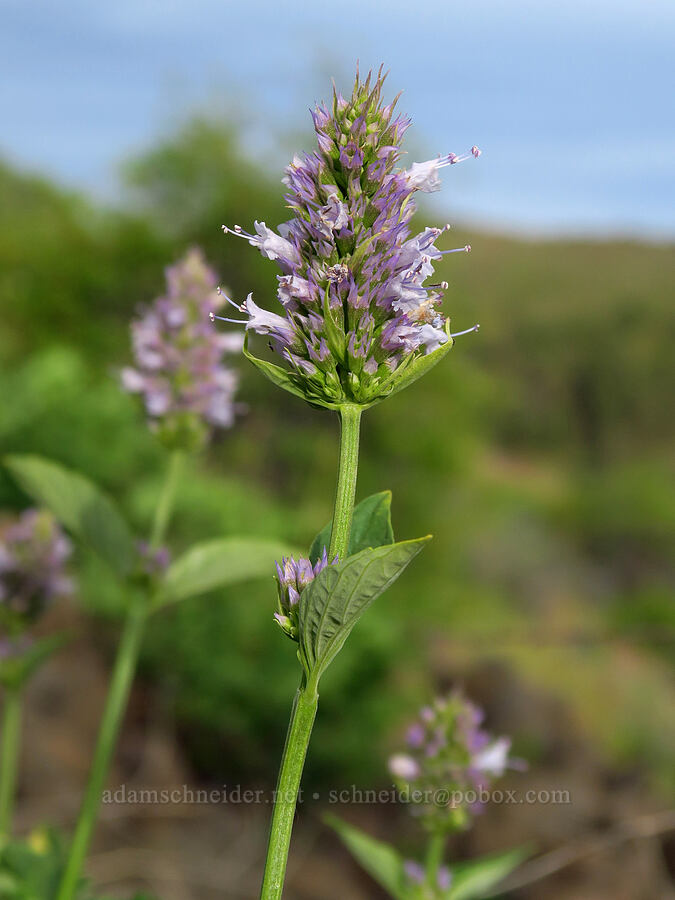 horse-mint (Agastache occidentalis) [between Pine Tree & Clint Canyons, Oak Creek Wildlife Area, Yakima County, Washington]