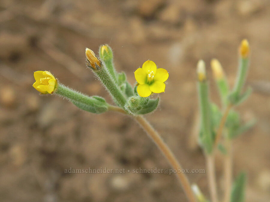 blazing star (Mentzelia sp.) [Oak Creek Road, Oak Creek Wildlife Area, Yakima County, Washington]