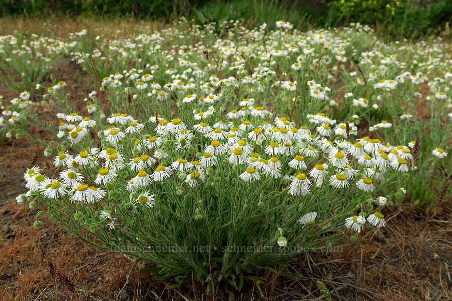 shaggy fleabane (Erigeron pumilus) [Oak Creek Road, Oak Creek Wildlife Area, Yakima County, Washington]