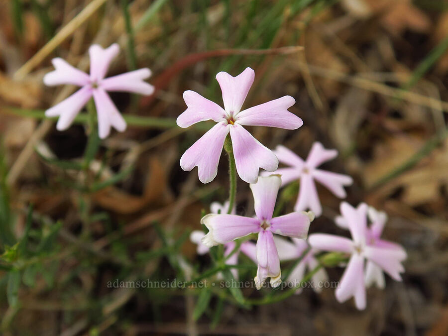 showy phlox (Phlox speciosa) [Oak Creek Road, Oak Creek Wildlife Area, Yakima County, Washington]