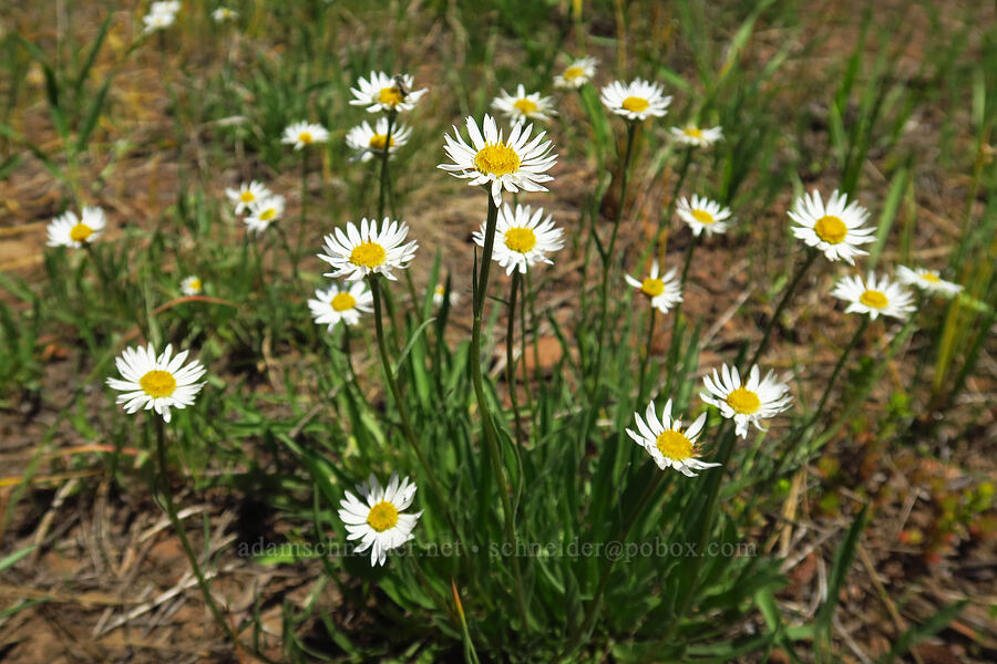 Eaton's shaggy fleabane (Erigeron eatonii var. villosus) [Forest Road 4200-210, Ochoco National Forest, Crook County, Oregon]