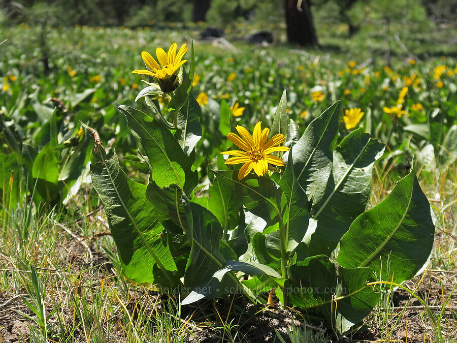 yellow mule's-ears (Wyethia amplexicaulis) [Forest Road 4200-210, Ochoco National Forest, Crook County, Oregon]