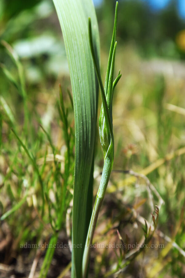 mariposa lily, budding (Calochortus sp.) [Forest Road 4200-210, Ochoco National Forest, Crook County, Oregon]
