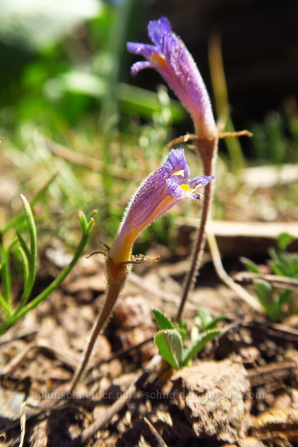 naked broomrape (Aphyllon purpureum (Orobanche uniflora)) [Forest Road 4200-210, Ochoco National Forest, Crook County, Oregon]
