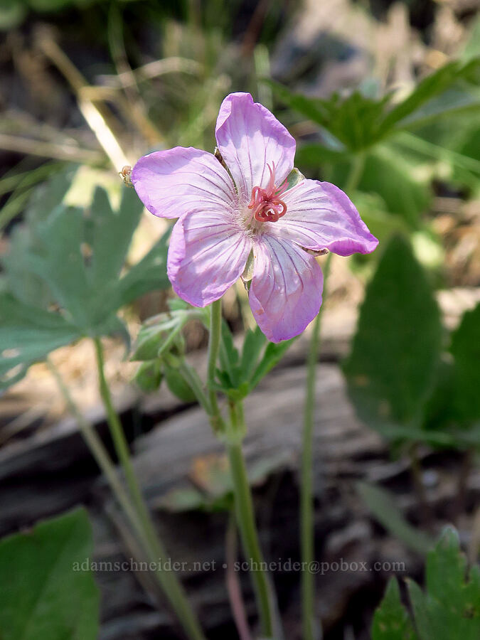 sticky geranium (Geranium viscosissimum) [Forest Road 4210, Ochoco National Forest, Crook County, Oregon]
