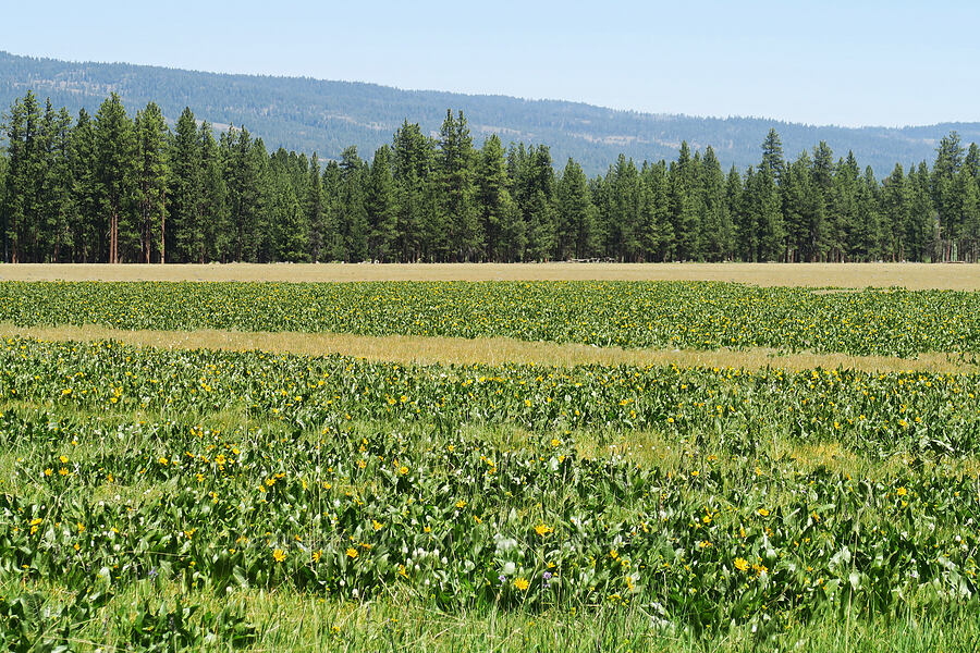 yellow mule's-ears (Wyethia amplexicaulis) [Forest Road 4210, Ochoco National Forest, Crook County, Oregon]