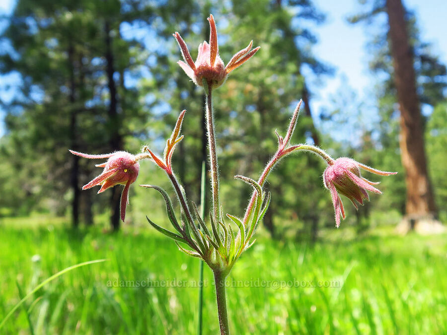 prairie smoke (Geum triflorum) [Forest Road 4210, Ochoco National Forest, Crook County, Oregon]