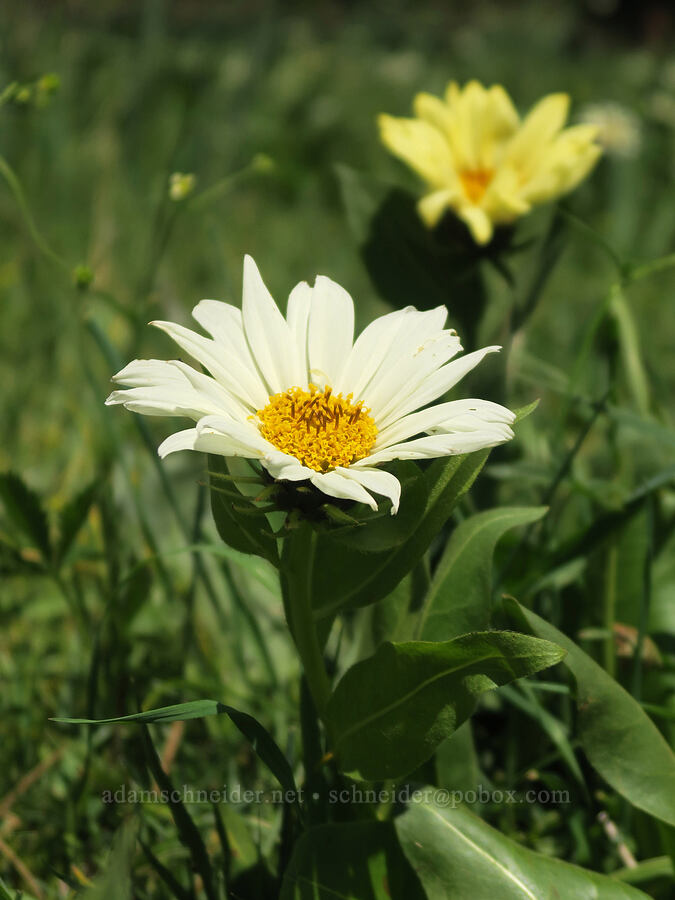 hybrid mule's-ears (Wyethia x cusickii (Wyethia amplexicaulis x helianthoides)) [Forest Road 4210, Ochoco National Forest, Crook County, Oregon]