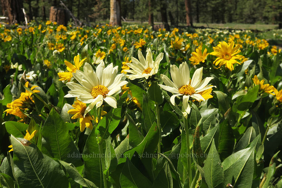 mule's-ears (Wyethia spp.) [Forest Road 22, Ochoco National Forest, Crook County, Oregon]