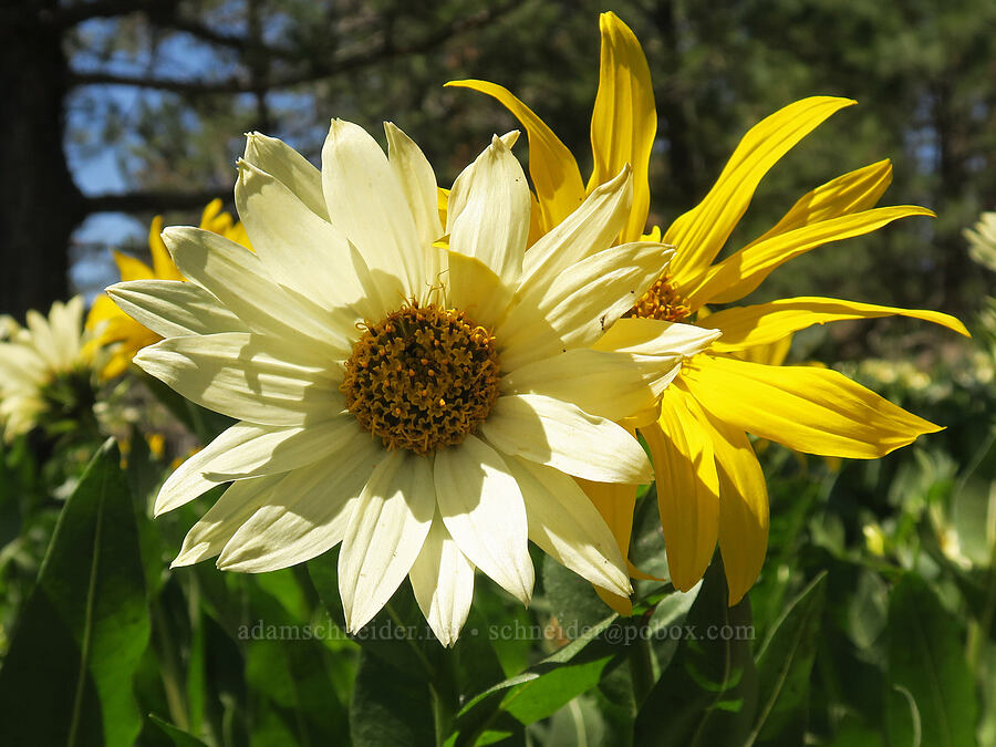 hybrid mule's-ears, in two colors (Wyethia x cusickii (Wyethia amplexicaulis x helianthoides)) [Forest Road 22, Ochoco National Forest, Crook County, Oregon]