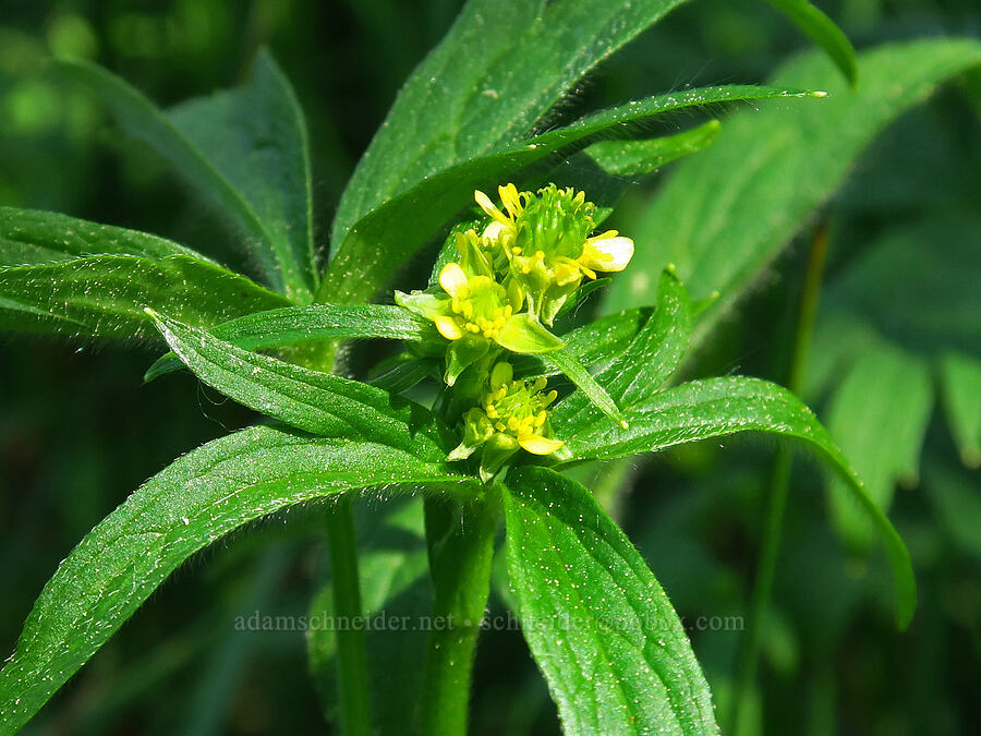little buttercup (Ranunculus uncinatus) [Forest Road 4200-308, Ochoco National Forest, Crook County, Oregon]