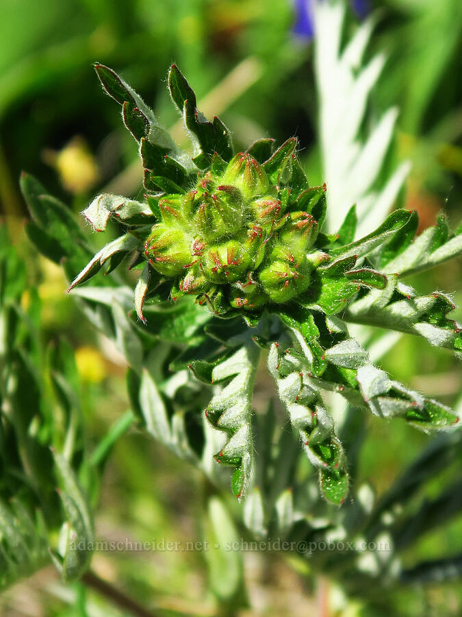 slender cinquefoil, budding (Potentilla gracilis) [Forest Road 4200-308, Ochoco National Forest, Crook County, Oregon]