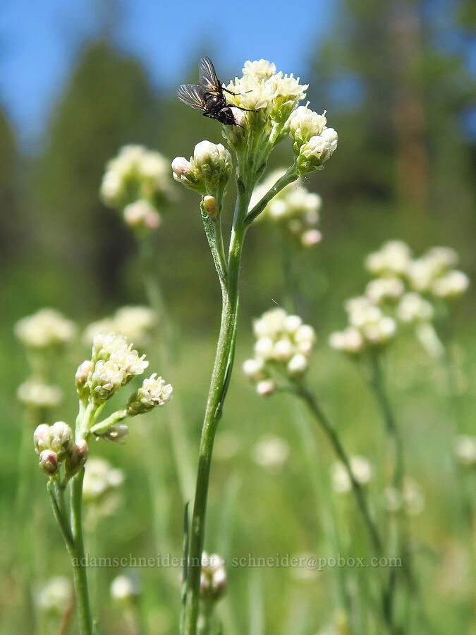 wood-rush pussy-toes (Antennaria luzuloides) [Forest Road 4200-308, Ochoco National Forest, Crook County, Oregon]