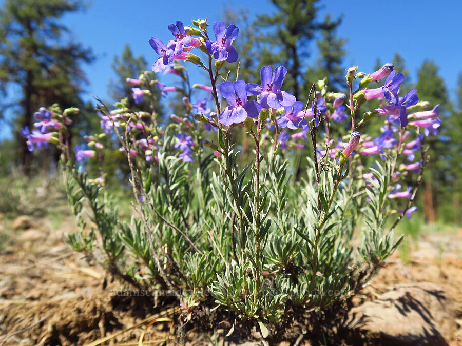 Gairdner's penstemon (Penstemon gairdneri var. gairdneri) [Forest Road 22, Ochoco National Forest, Crook County, Oregon]
