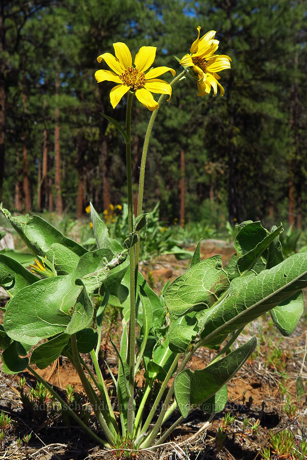 arrow-leaf balsamroot (Balsamorhiza sagittata) [Forest Road 22, Ochoco National Forest, Crook County, Oregon]