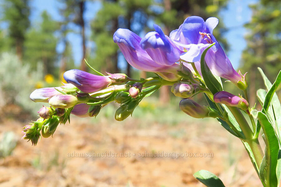 showy penstemon (Penstemon speciosus) [Forest Road 22, Ochoco National Forest, Crook County, Oregon]