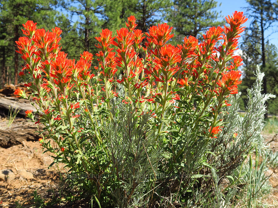 wavy-leaf paintbrush & scabland sagebrush (Castilleja applegatei var. pinetorum, Artemisia rigida) [Forest Road 22, Ochoco National Forest, Crook County, Oregon]