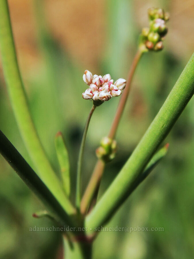 tall buckwheat (Eriogonum elatum) [Forest Road 22, Ochoco National Forest, Crook County, Oregon]
