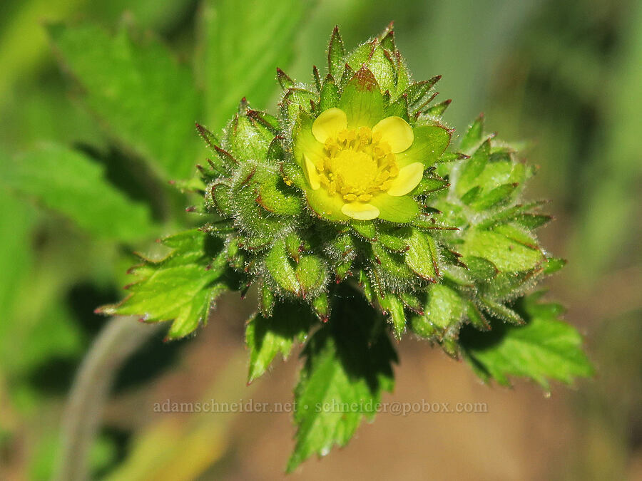 sticky cinquefoil (Drymocallis glandulosa var. reflexa (Potentilla glandulosa)) [Forest Road 22, Ochoco National Forest, Crook County, Oregon]