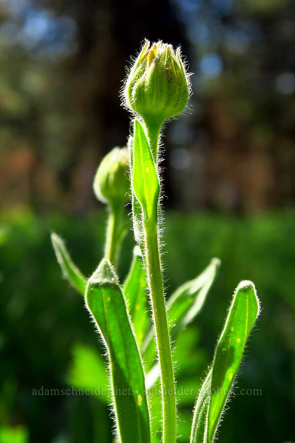 twin arnica, budding (Arnica sororia) [Forest Road 22, Ochoco National Forest, Crook County, Oregon]