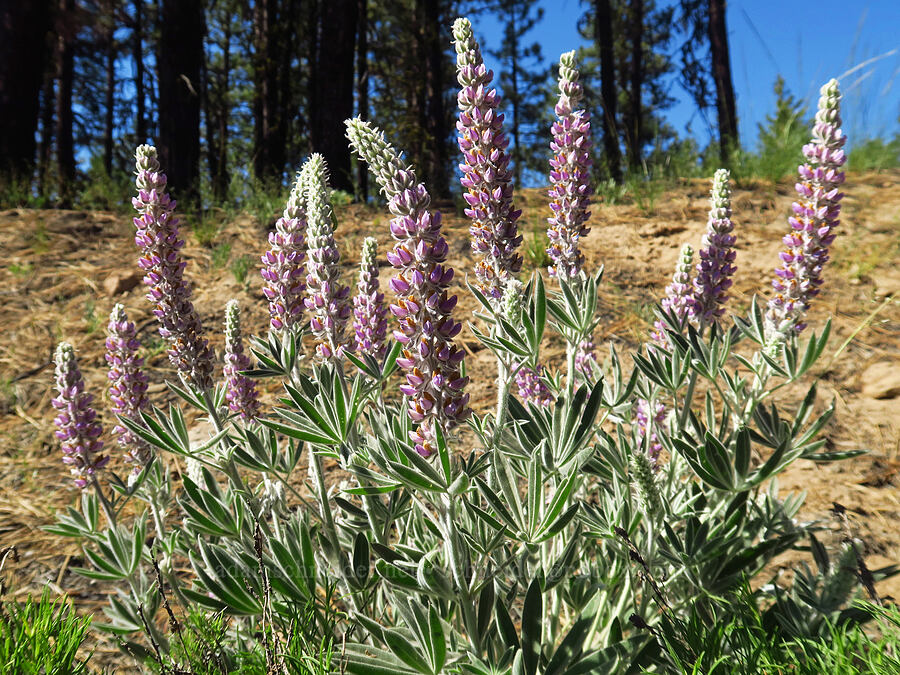velvet lupine (Lupinus leucophyllus) [Forest Road 22, Ochoco National Forest, Crook County, Oregon]