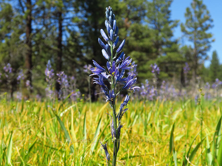 camas (Camassia quamash) [Forest Road 22, Ochoco National Forest, Crook County, Oregon]