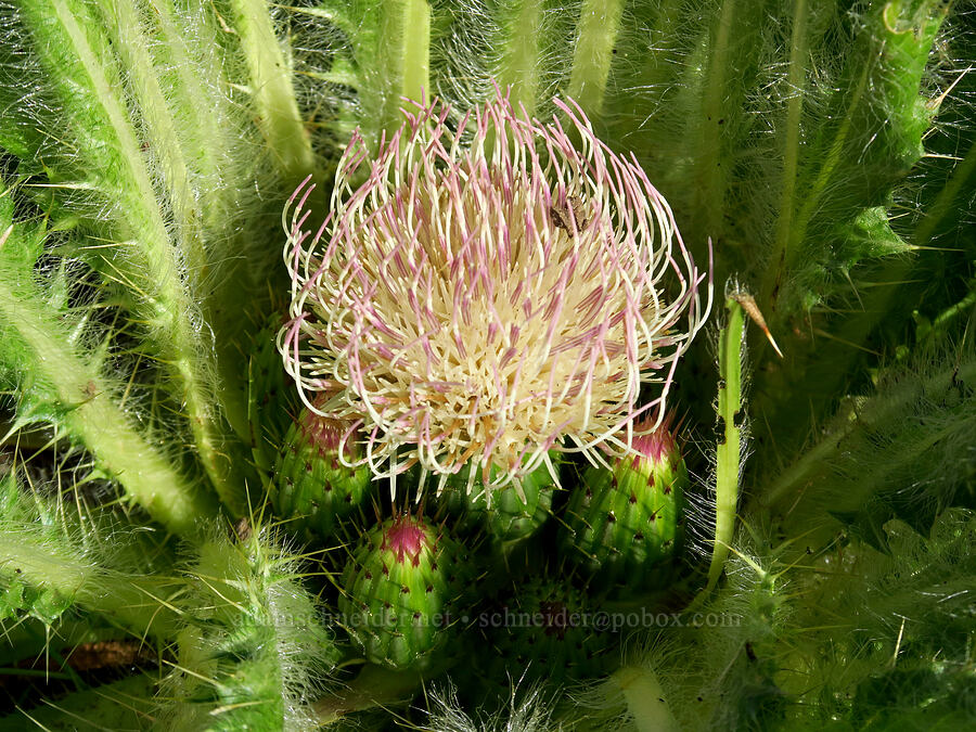 elk thistle (Cirsium scariosum) [North Fork Crooked River, Ochoco National Forest, Crook County, Oregon]