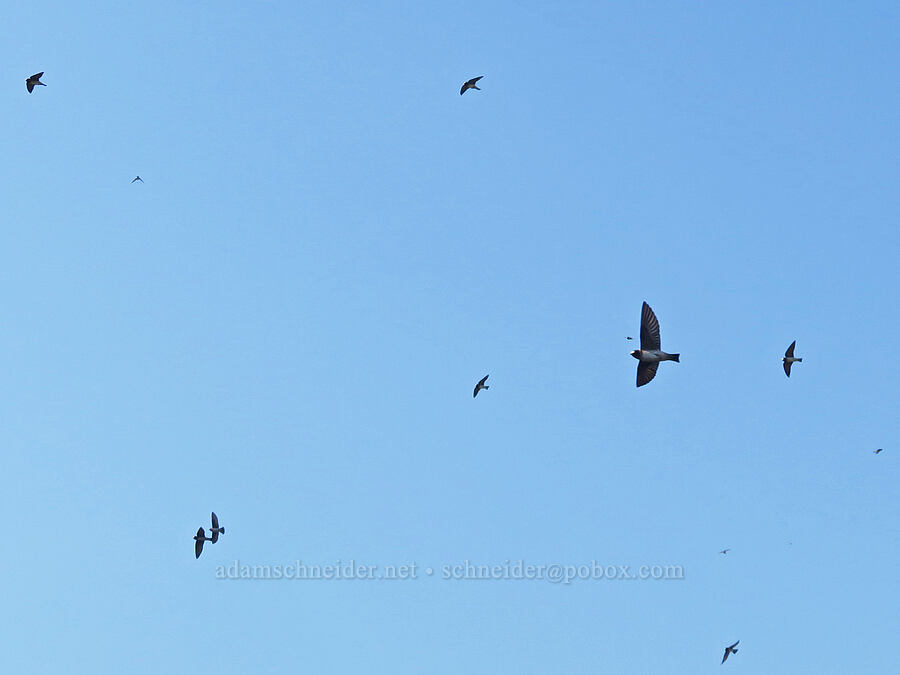 cliff swallows (Petrochelidon pyrrhonota) [North Fork Crooked River, Ochoco National Forest, Crook County, Oregon]