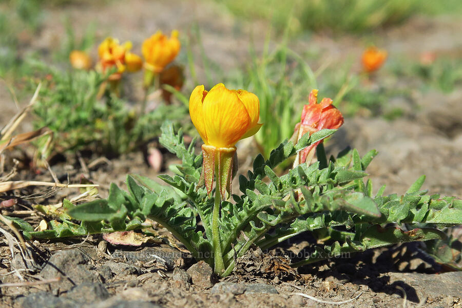 tansy-leaf evening-primrose (Taraxia tanacetifolia (Camissonia tanacetifolia)) [North Fork Crooked River, Ochoco National Forest, Crook County, Oregon]