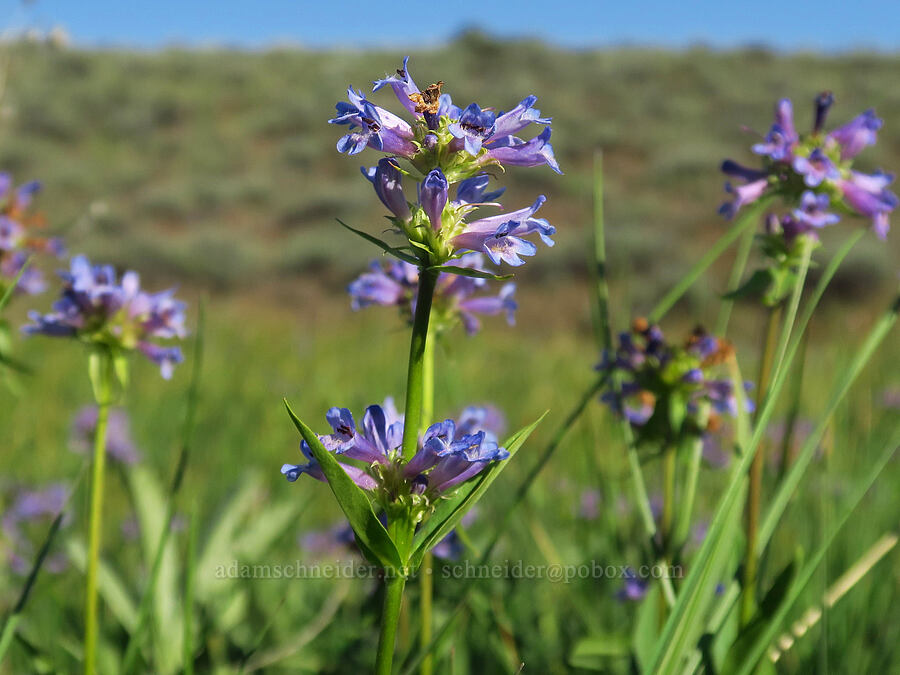Rydberg's penstemon (Penstemon rydbergii) [Forest Road 3010, Ochoco National Forest, Crook County, Oregon]