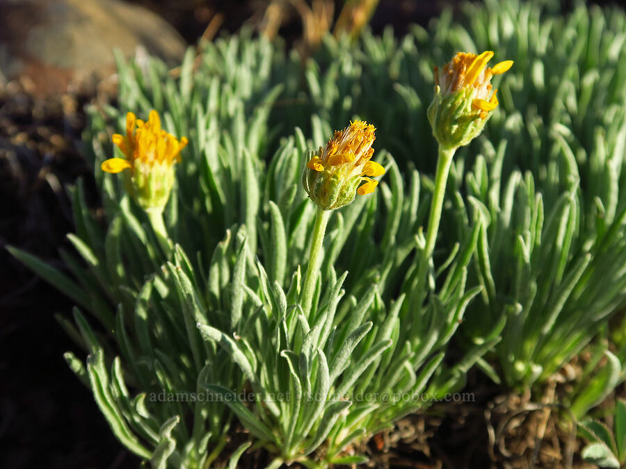 woolly goldenweed (Stenotus lanuginosus var. lanuginosus (Haplopappus lanuginosus)) [Williams Prairie, Ochoco National Forest, Crook County, Oregon]