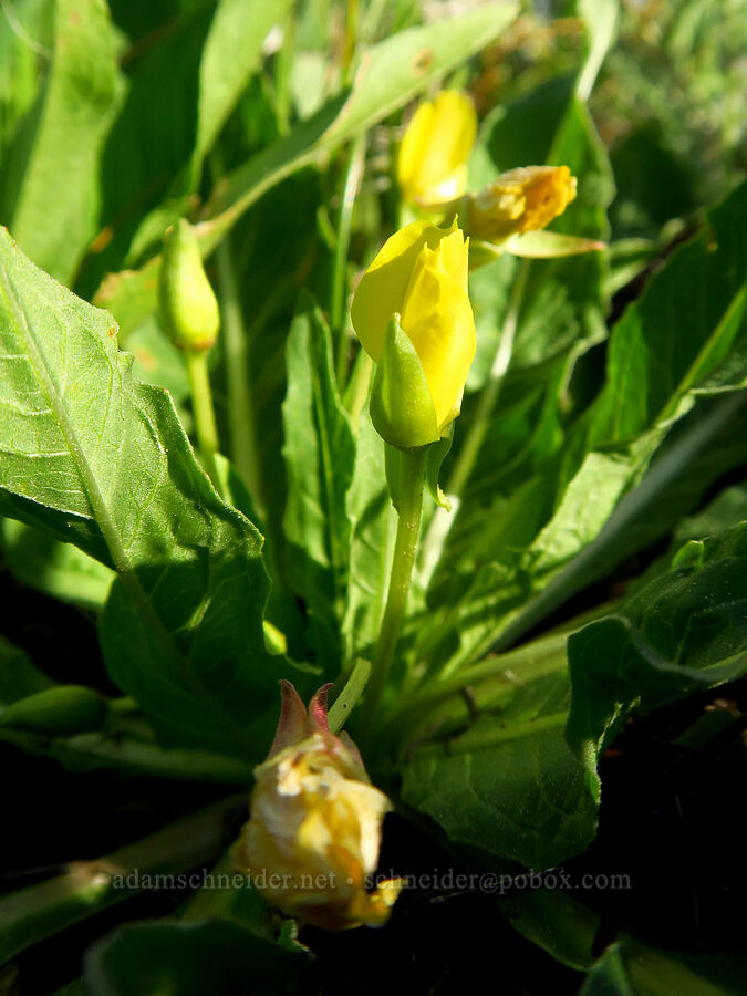 long-leaf evening-primrose (northern sun-cup) (Taraxia subacaulis (Camissonia subacaulis)) [Williams Prairie, Ochoco National Forest, Crook County, Oregon]