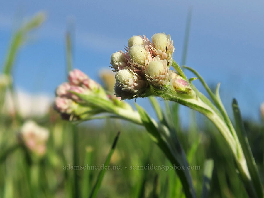 rosy pussy-toes (Antennaria rosea) [Williams Prairie, Ochoco National Forest, Crook County, Oregon]