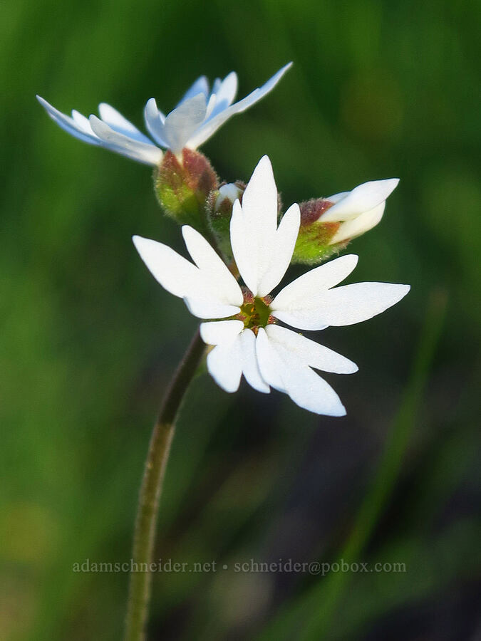 prairie stars (Lithophragma parviflorum) [Forest Road 4230, Ochoco National Forest, Crook County, Oregon]