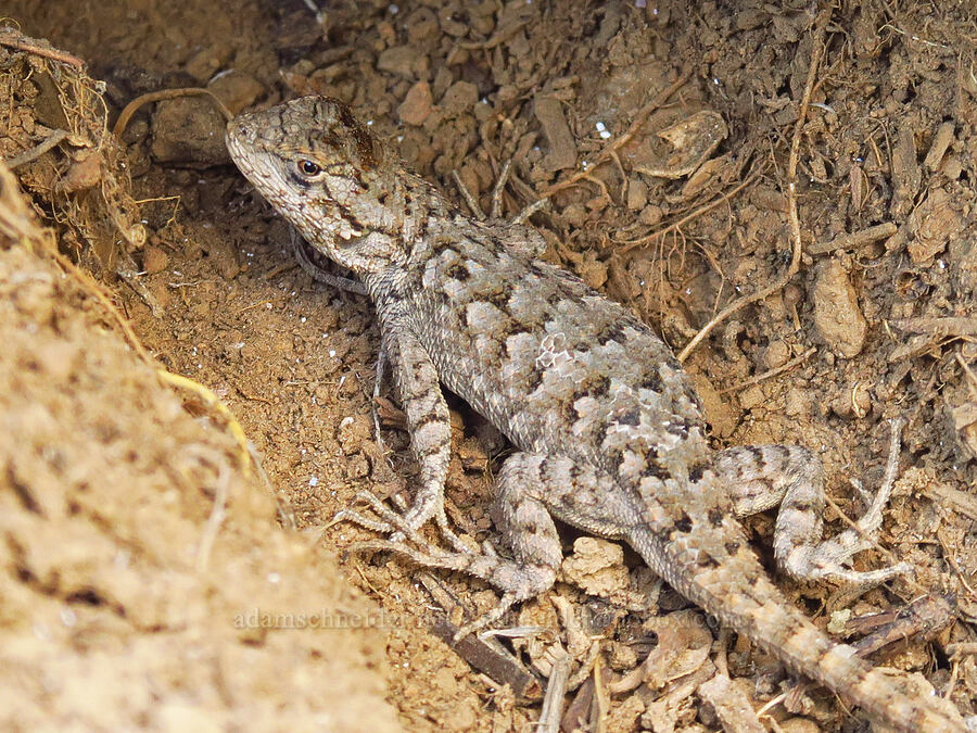 Great Basin fence lizard (Sceloporus occidentalis longipes) [Forest Road 4230, Ochoco National Forest, Crook County, Oregon]