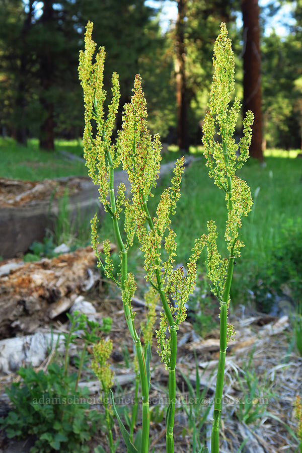 alpine sheep-sorrel (Rumex paucifolius) [Forest Road 4230, Ochoco National Forest, Crook County, Oregon]