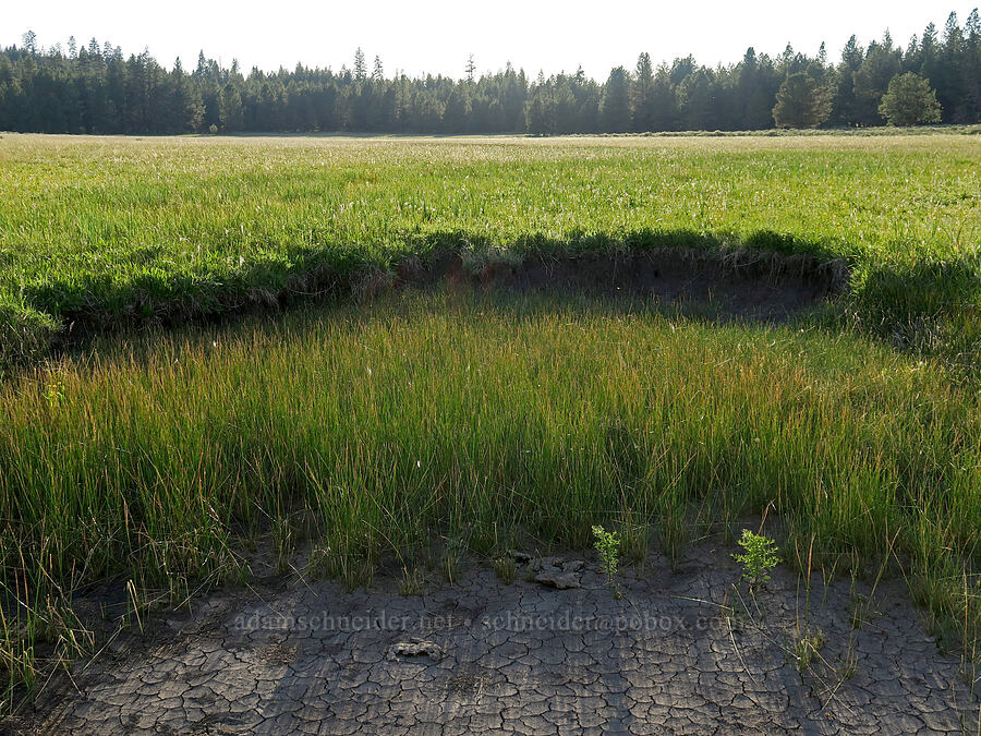 Hickey Spring, dried up [Hickey Meadow, Ochoco National Forest, Crook County, Oregon]