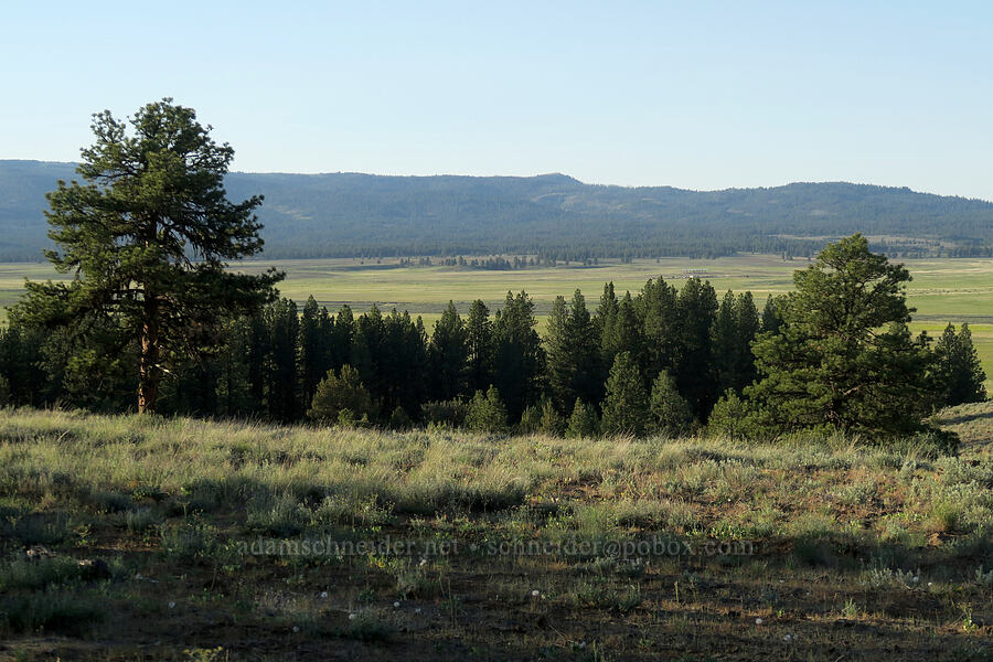 Big Summit Prairie [Forest Road 4230, Ochoco National Forest, Crook County, Oregon]