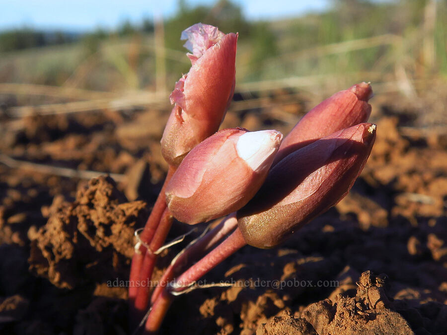 bitterroot buds (Lewisia rediviva) [Forest Road 4230, Ochoco National Forest, Crook County, Oregon]
