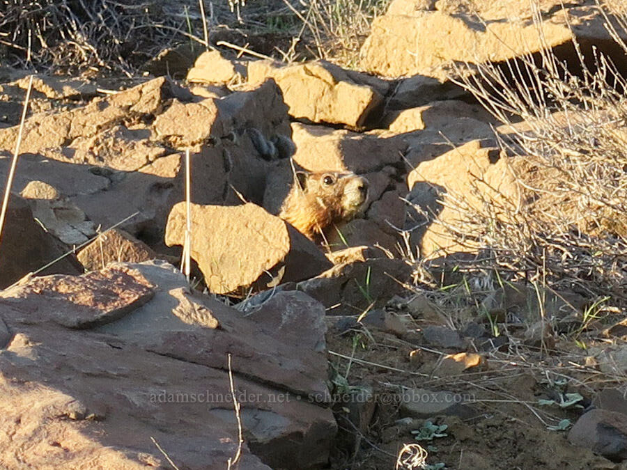 marmot (Marmota flaviventris) [Forest Road 22, Ochoco National Forest, Crook County, Oregon]