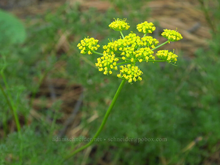 pungent desert parsley (Lomatium papilioniferum (Lomatium grayi)) [Deep Creek Campground, Ochoco National Forest, Crook County, Oregon]