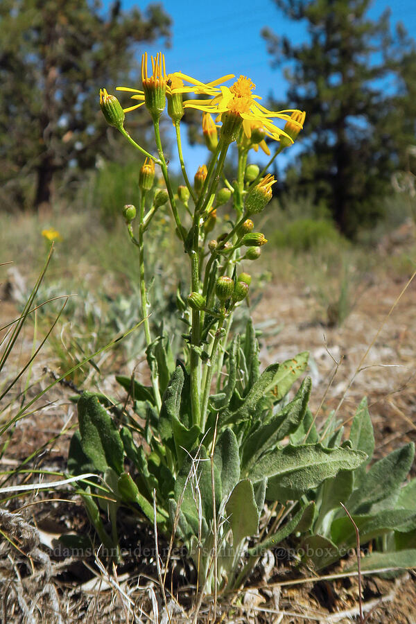 woolly groundsel (Packera cana) [Tumalo State Park, Deschutes County, Oregon]