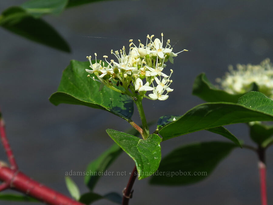 red-osier dogwood (Cornus sericea) [Tumalo State Park, Deschutes County, Oregon]