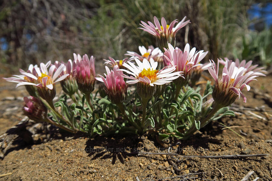showy townsendia (Townsendia florifer (Townsendia florifera)) [Tumalo State Park, Deschutes County, Oregon]