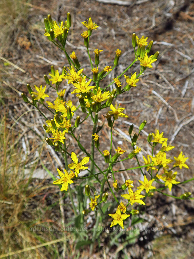 taper-tip hawksbeard (Crepis acuminata) [Whychus Canyon Preserve, Deschutes County, Oregon]