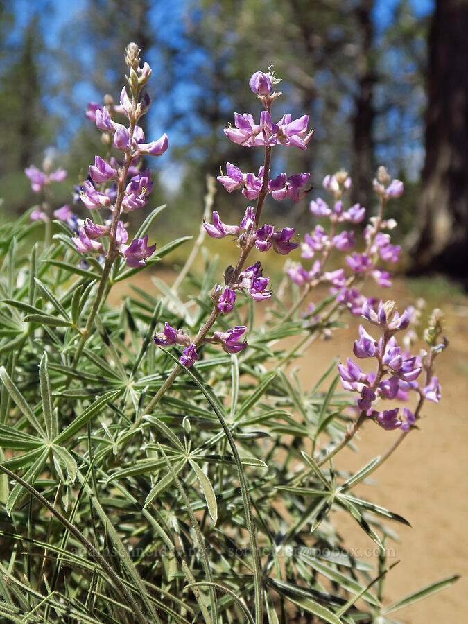 spurred lupines (Lupinus arbustus) [Whychus Canyon Preserve, Deschutes County, Oregon]