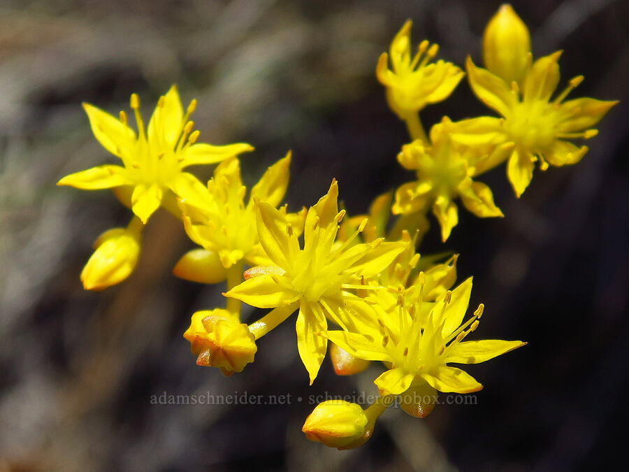 Leiberg's stonecrop (Sedum leibergii) [Whychus Canyon Preserve, Deschutes County, Oregon]