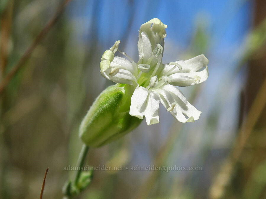 Douglas' catchfly (Silene douglasii) [Whychus Canyon Preserve, Deschutes County, Oregon]