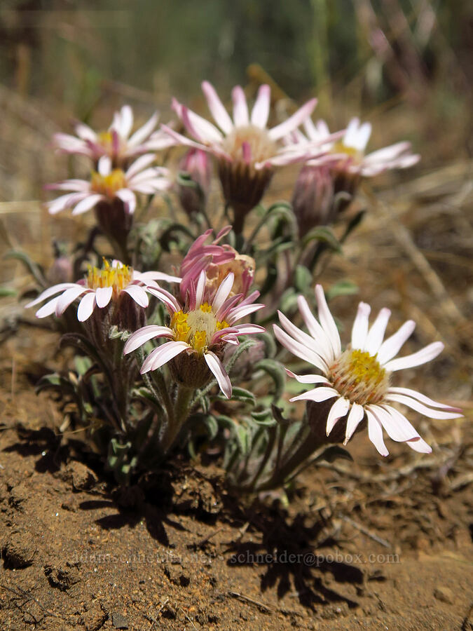 showy townsendia (Townsendia florifer (Townsendia florifera)) [Indian Ford Meadow Preserve, Deschutes County, Oregon]